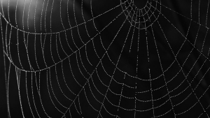画像暗闇の中の蜘蛛の巣